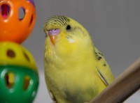 /album/fotogalerij-mijn-grasparkieten/madison-man-jpg/